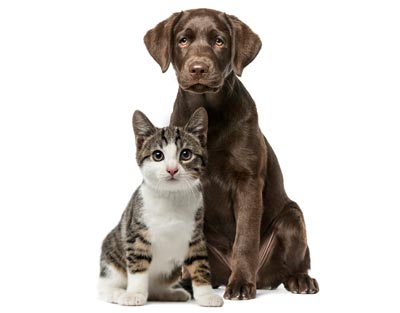 cat and dog