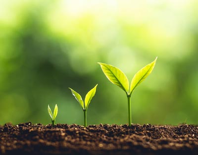 plants growing from dirt